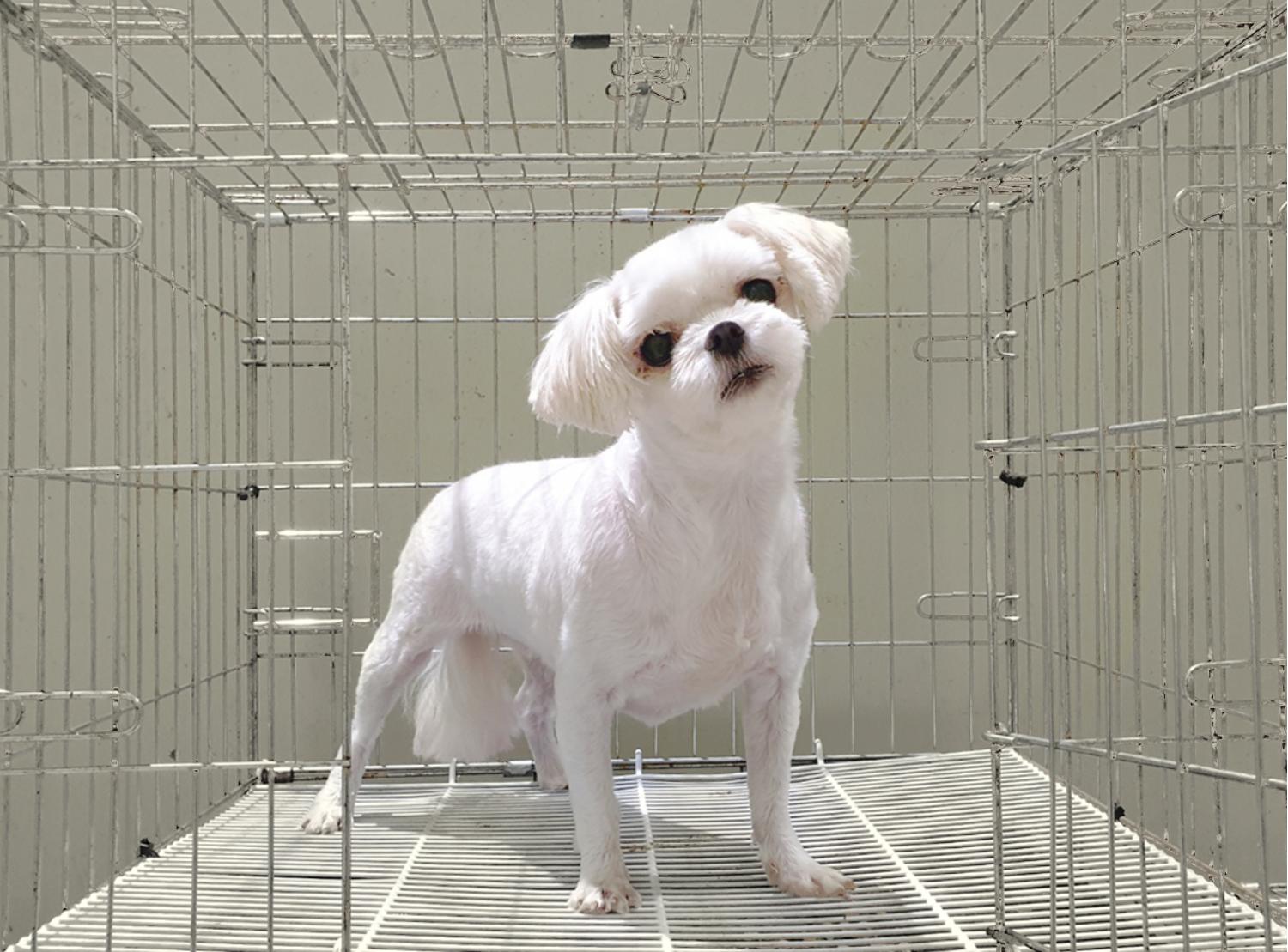 위더스 동물보호센터_441407202400774