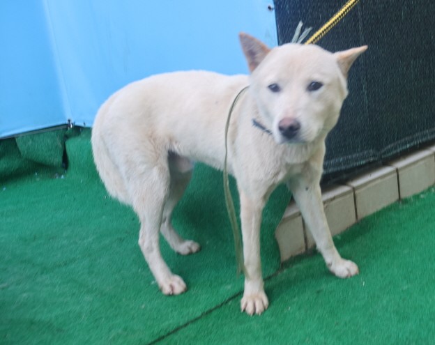 제주 동물보호센터_450650202402932