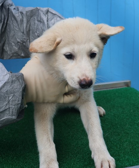 제주 동물보호센터_450650202402931