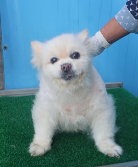 제주 동물보호센터_450650202402939