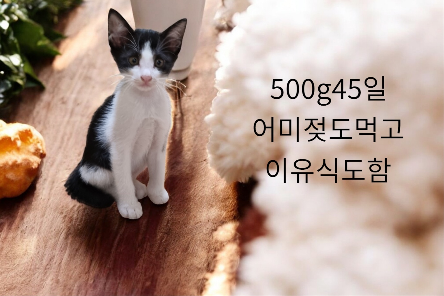 성주유기동물보호센터_447521202400447