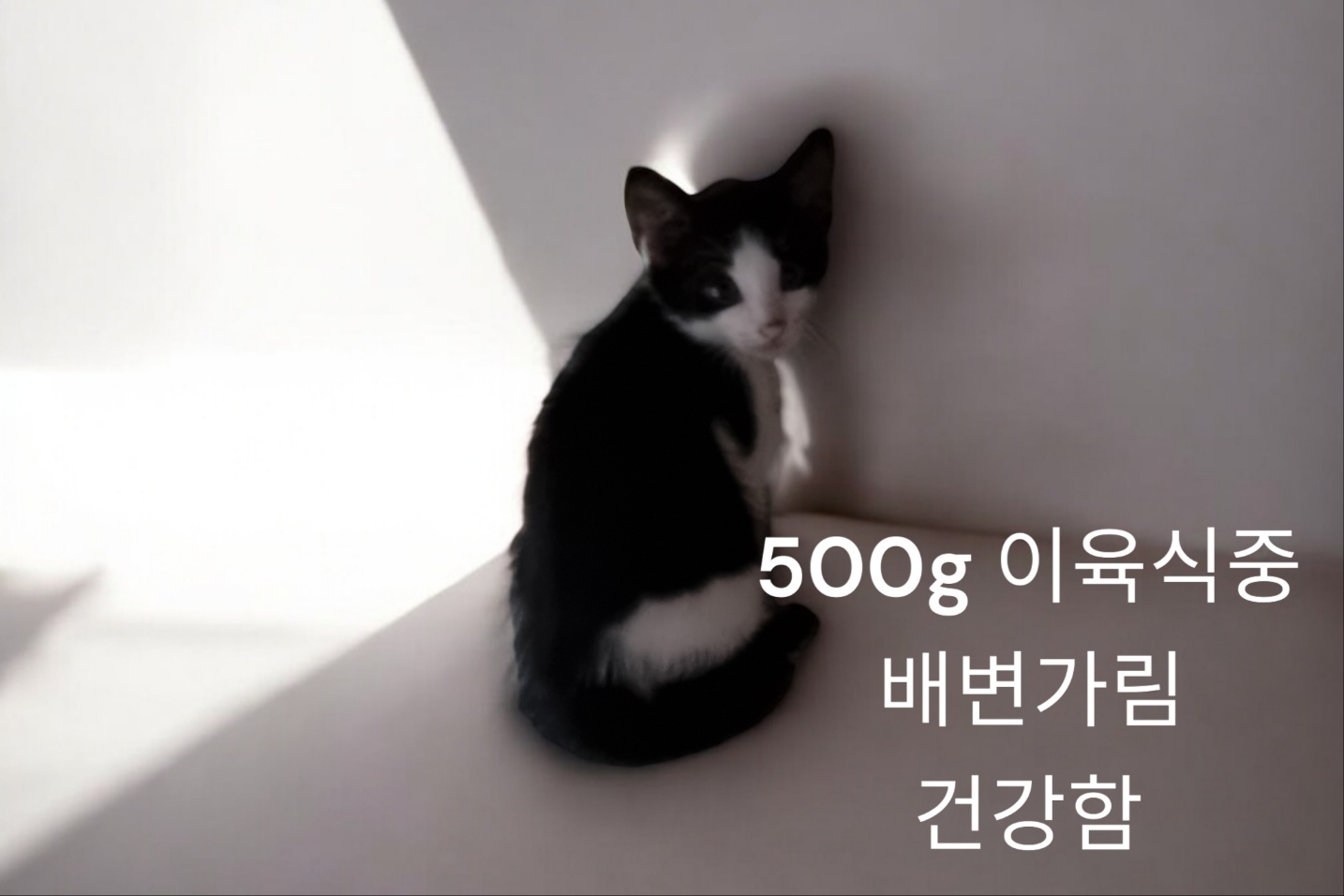 성주유기동물보호센터_447521202400448