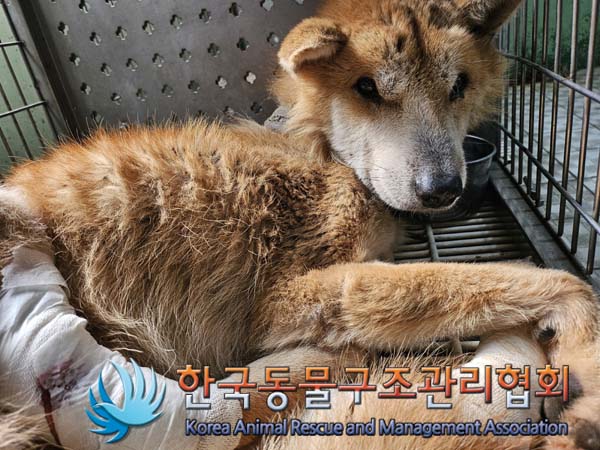 한국동물구조관리협회_441409202401520