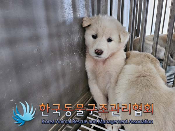 한국동물구조관리협회_441559202400992