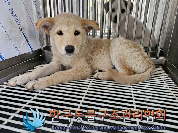 한국동물구조관리협회_441409202401517