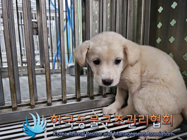한국동물구조관리협회_441559202400996
