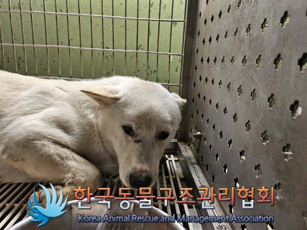 한국동물구조관리협회_441559202400997
