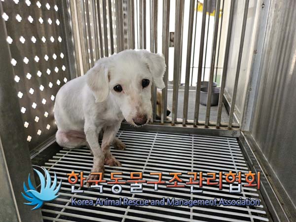종료(반환) 믹스견…