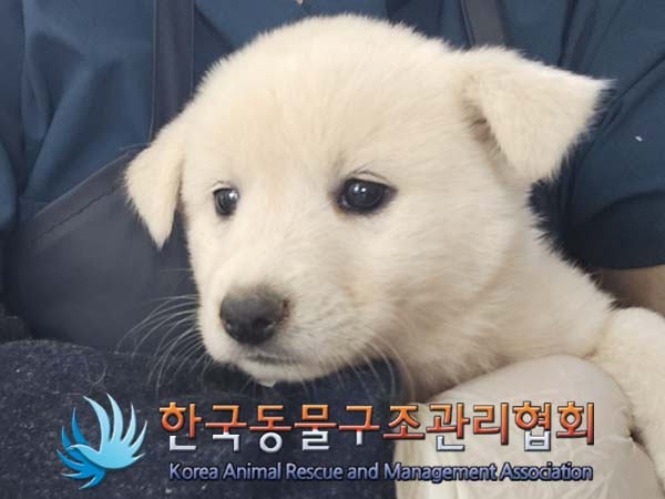 한국동물구조관리협회_441559202400995