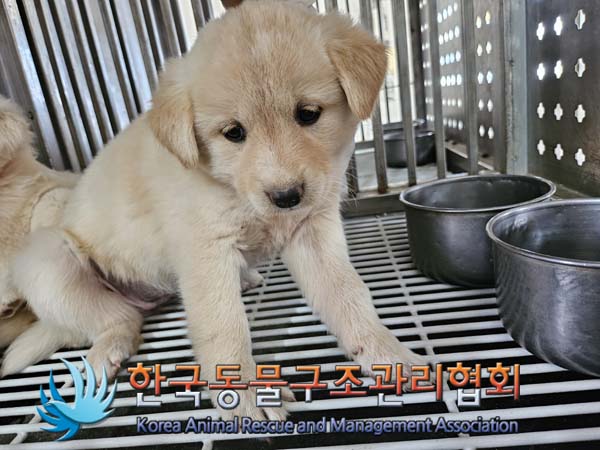 한국동물구조관리협회_441559202400991