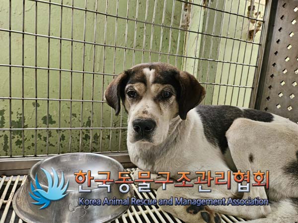 한국동물구조관리협회_441559202400998
