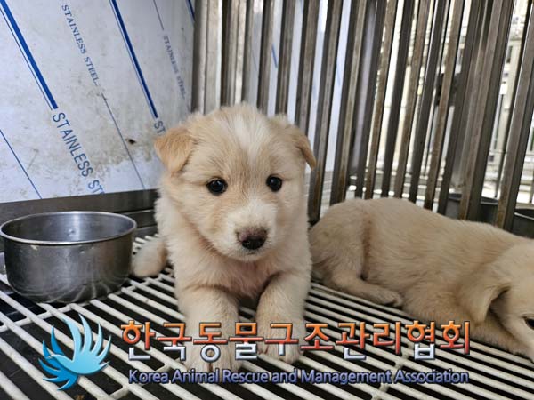한국동물구조관리협회_441559202400993