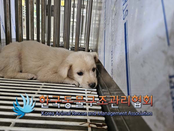한국동물구조관리협회_441559202400994