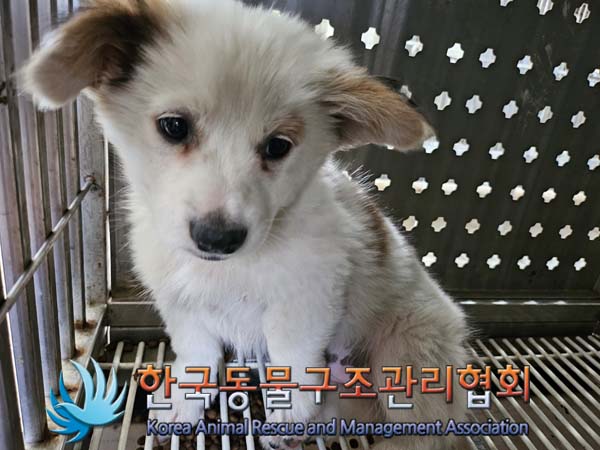 한국동물구조관리협회_441560202401234
