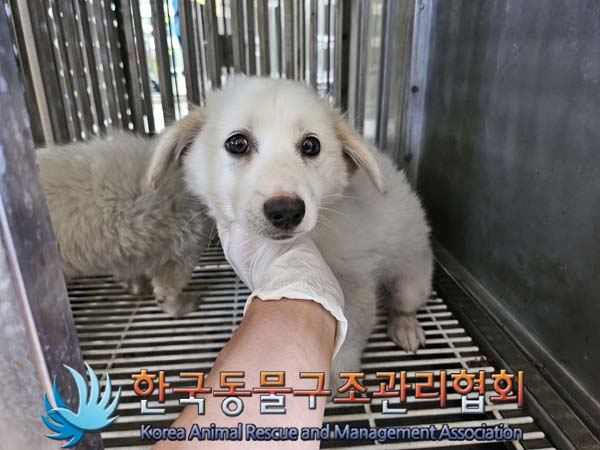 종료(안락사) 믹스…