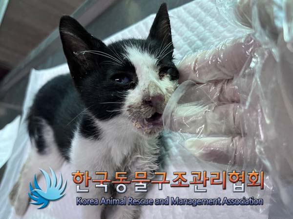 한국동물구조관리협회_411303202400460
