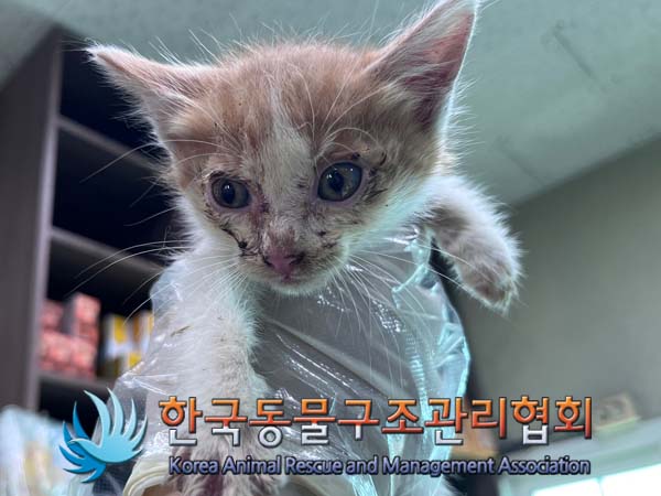 종료(자연사) 한국…
