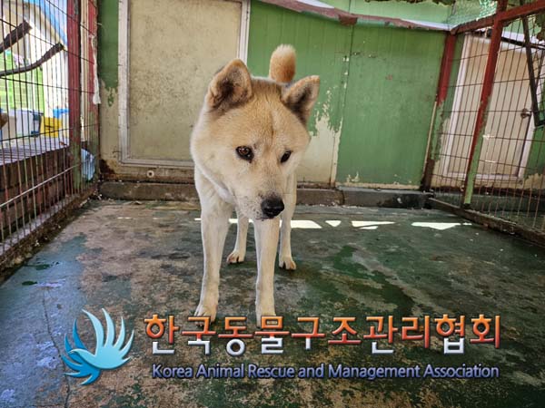 종료(반환) 믹스견…