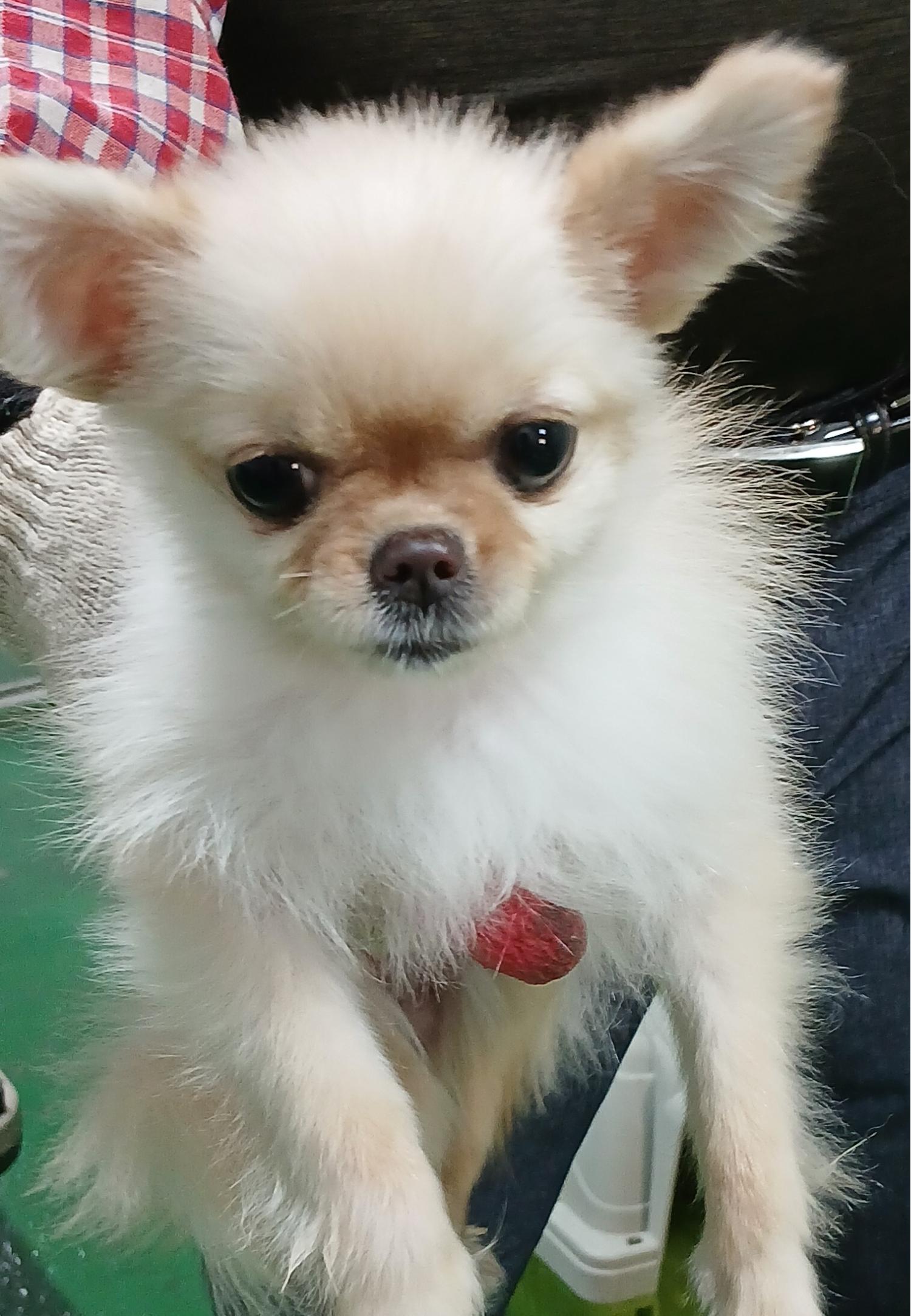 대구유기동물보호협회_427347202400870