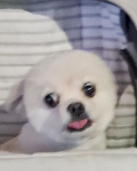 목포시유기동물보호소_446480202401399