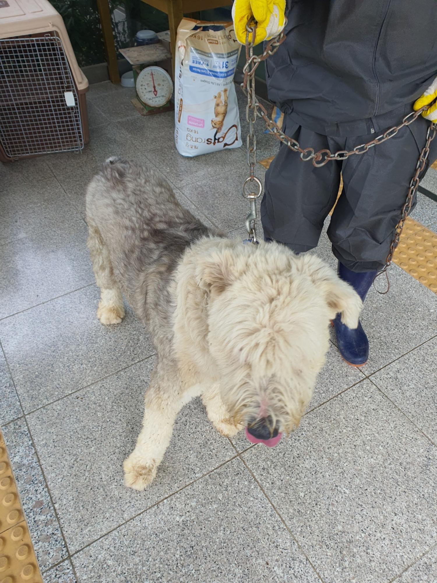 구미시 동물보호센터_447508202401018