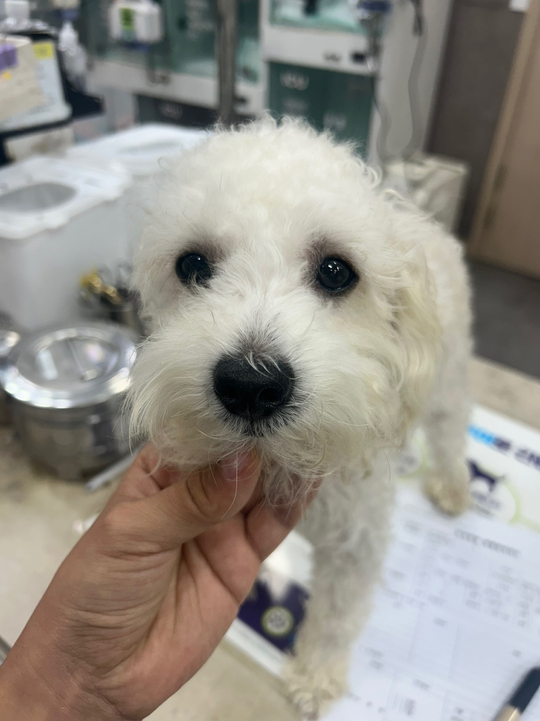 24시아이동물메디컬_441386202401408