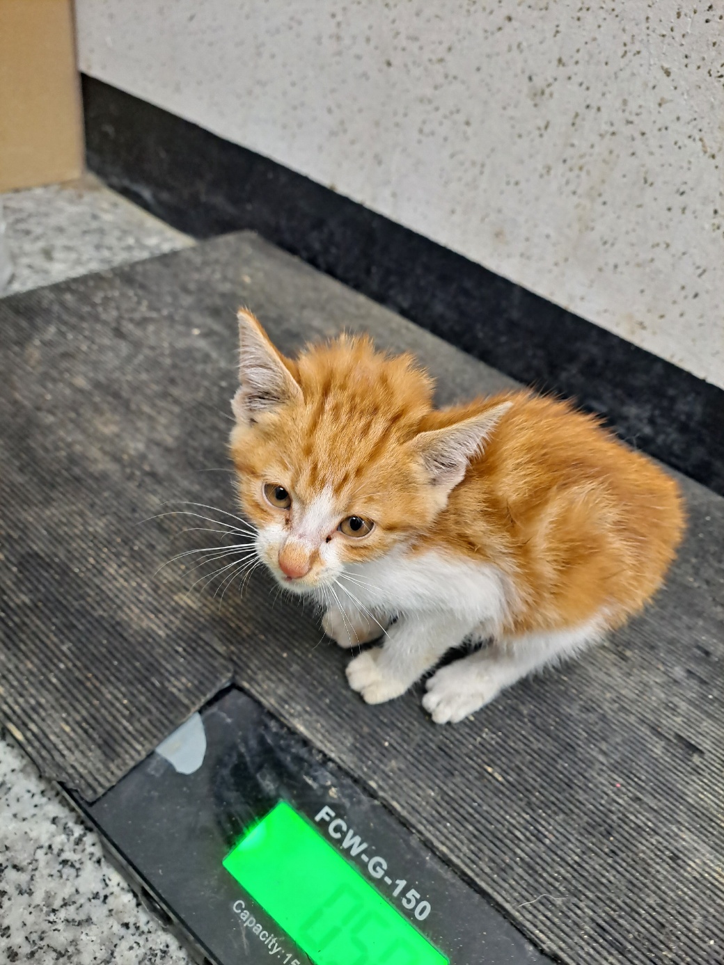 강릉시 동물사랑센터_442420202400524