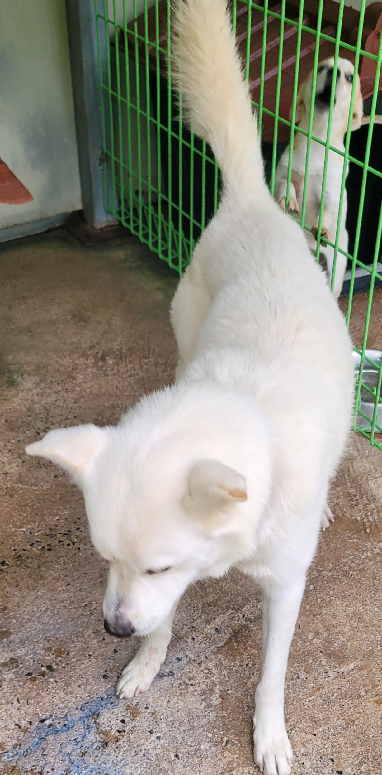 보호중 진도견의 가…