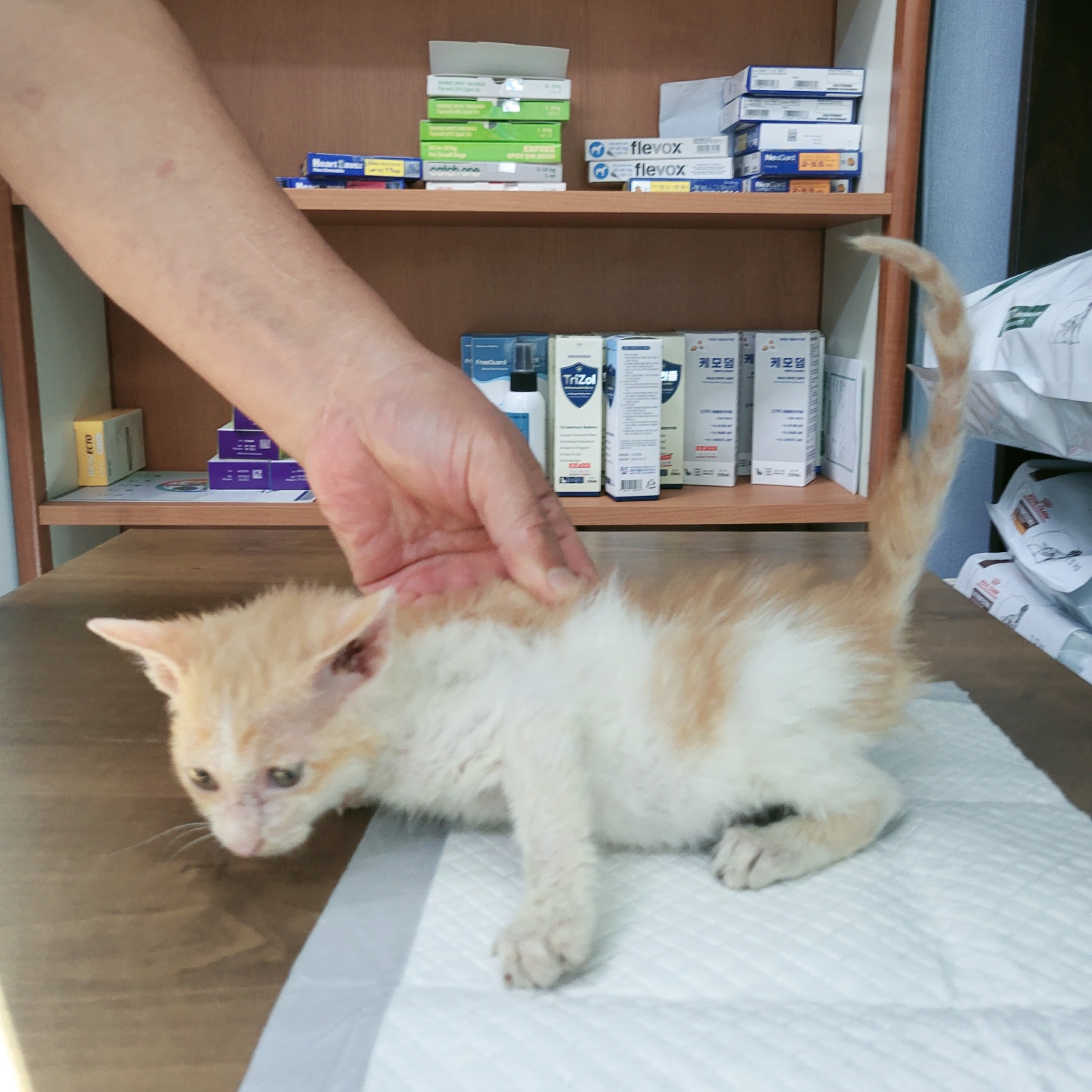보호중 한국 고양이…