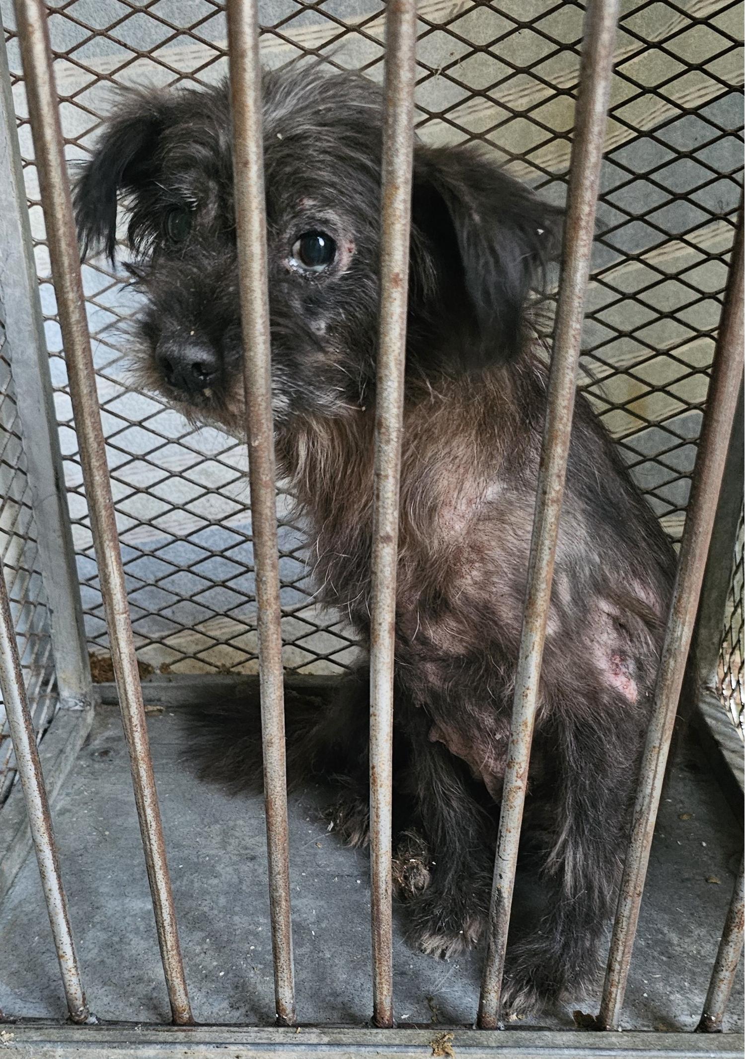 창녕 유기동물보호소_448541202401452
