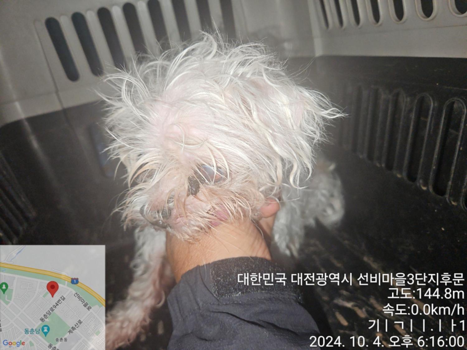 대전동물보호센터_430368202400445