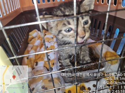 대전동물보호센터_430367202400687