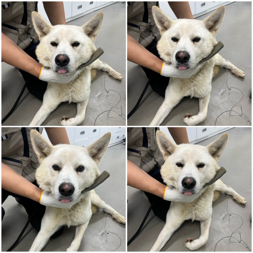 종료(반환) 믹스견…