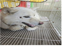 (사)동물보호관리협회_448535202401223