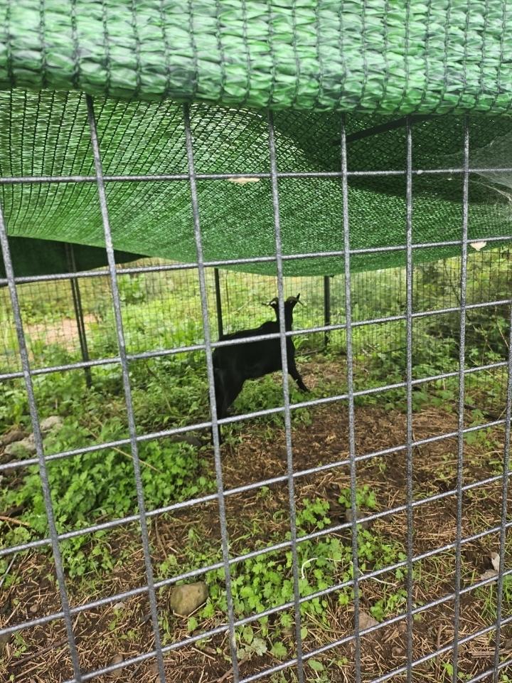 제주에니멀119(주)_450651202402354