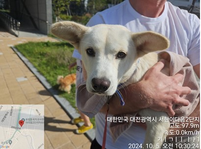 보호중 믹스견의 가…