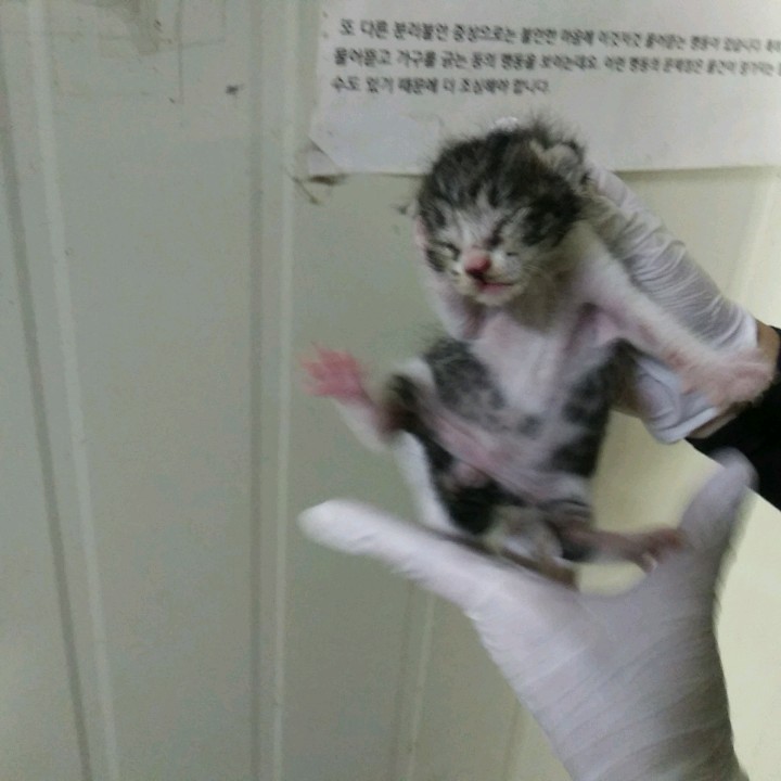 인천광역시수의사회_428353202400934