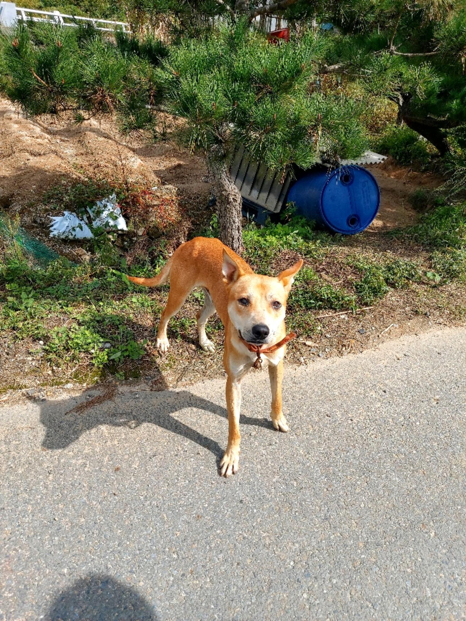 종료(안락사) 믹스…