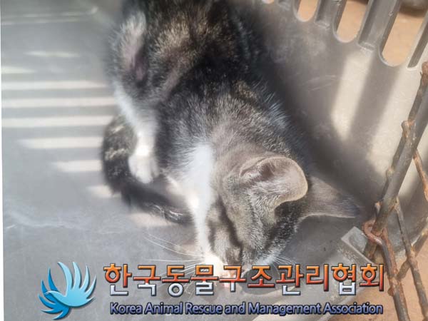한국동물구조관리협회_441560202401236