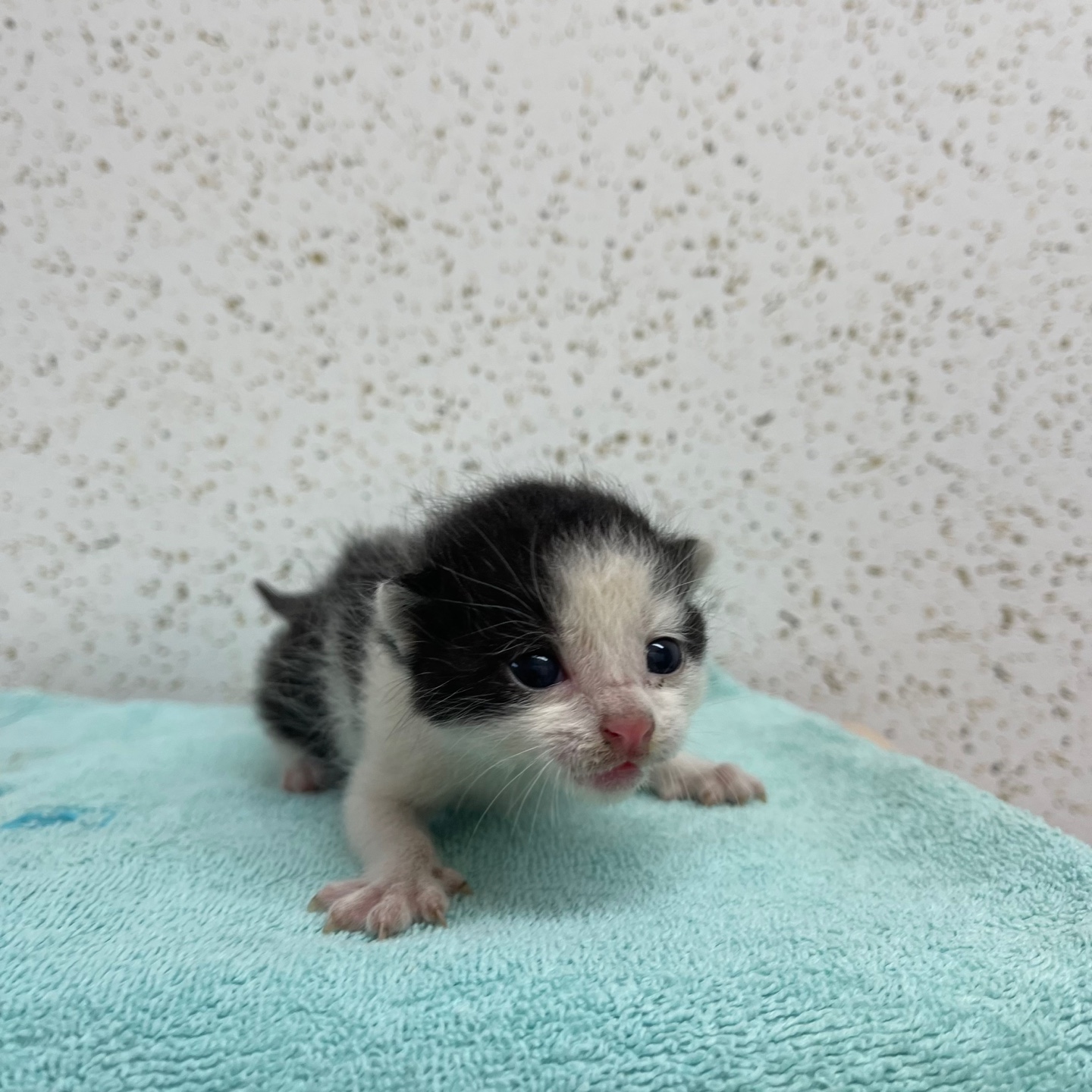 강릉시 동물사랑센터_442420202400530