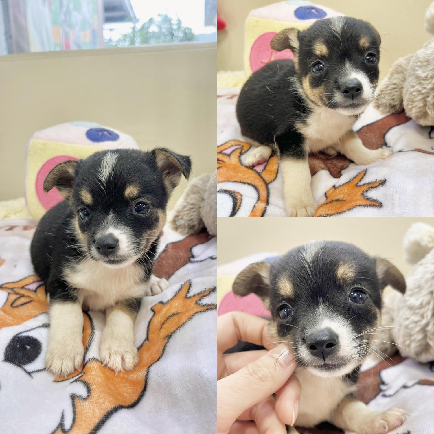 경주동물사랑보호센터_447505202401141
