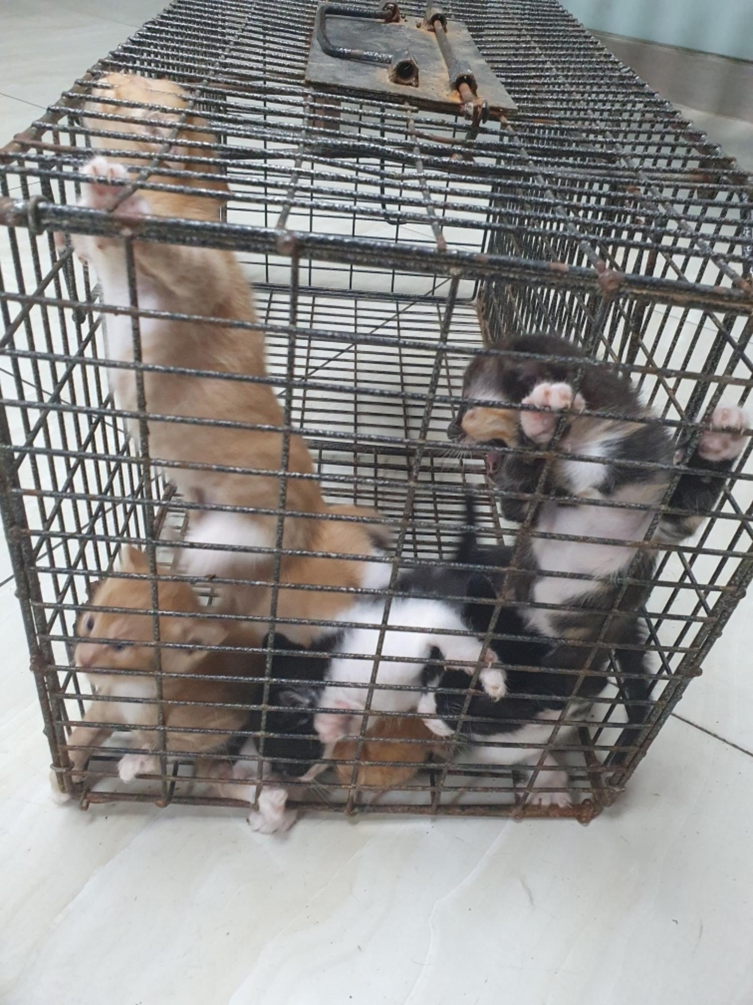 보호중 한국 고양이…