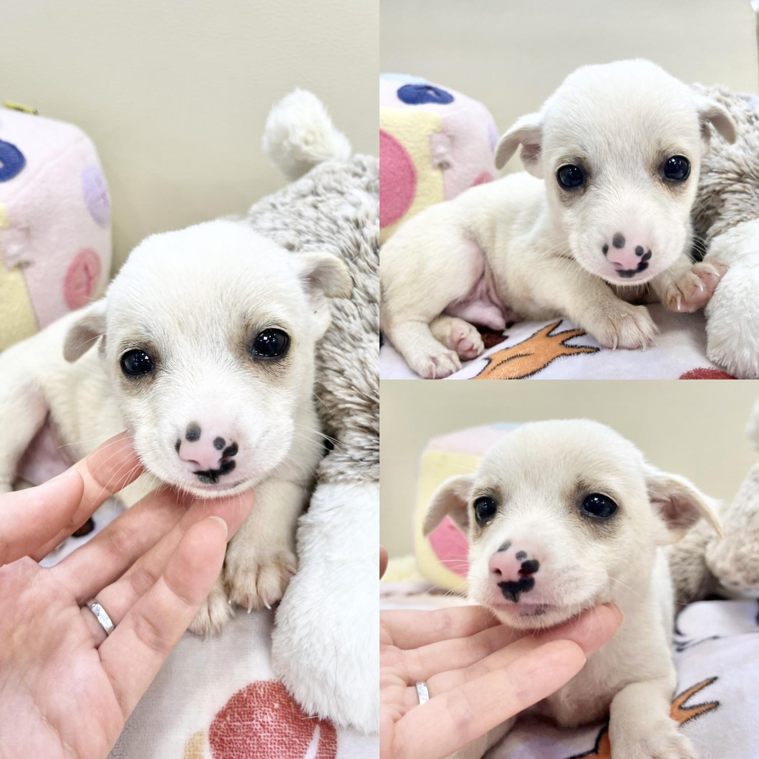 경주동물사랑보호센터_447505202401139
