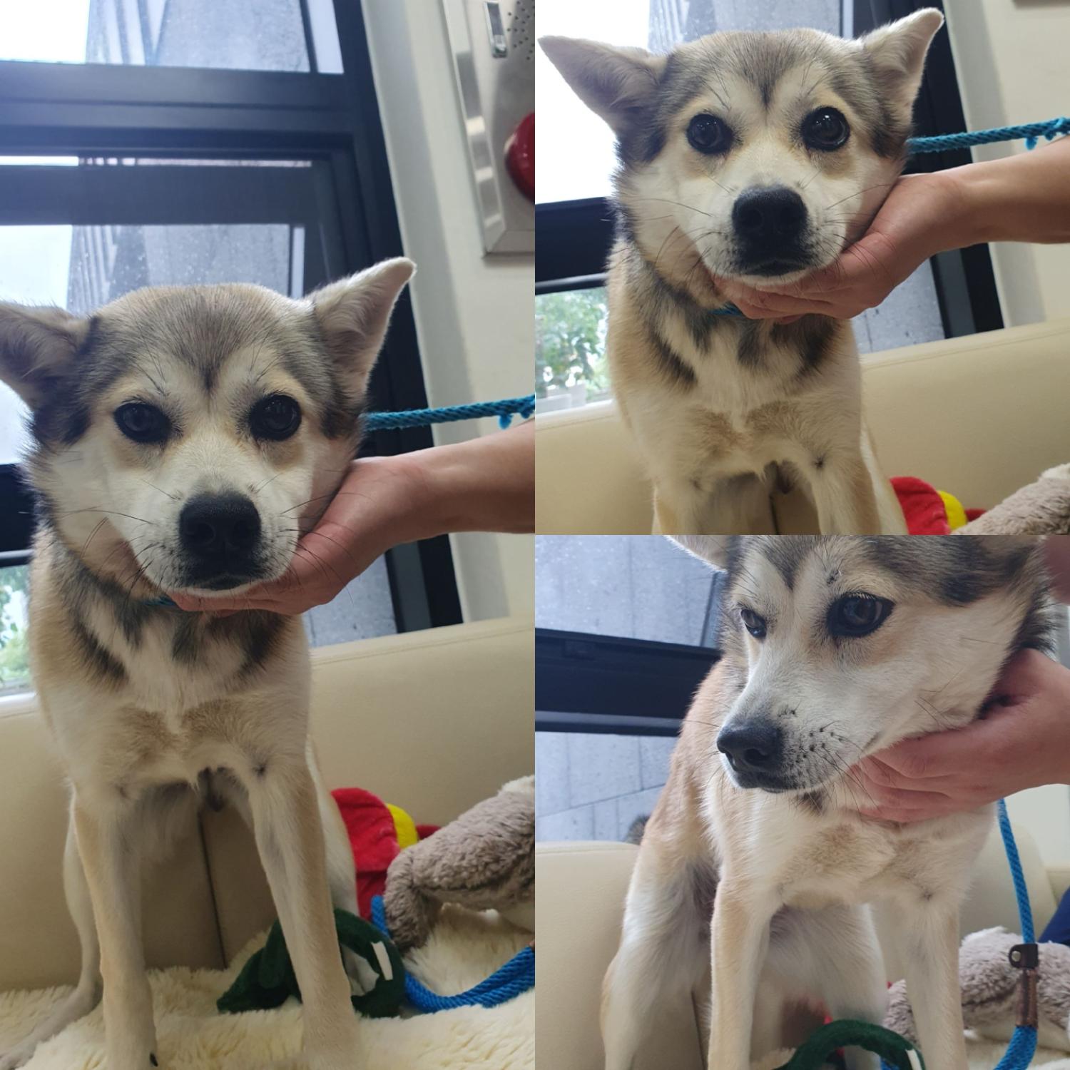 경주동물사랑보호센터_447505202401149