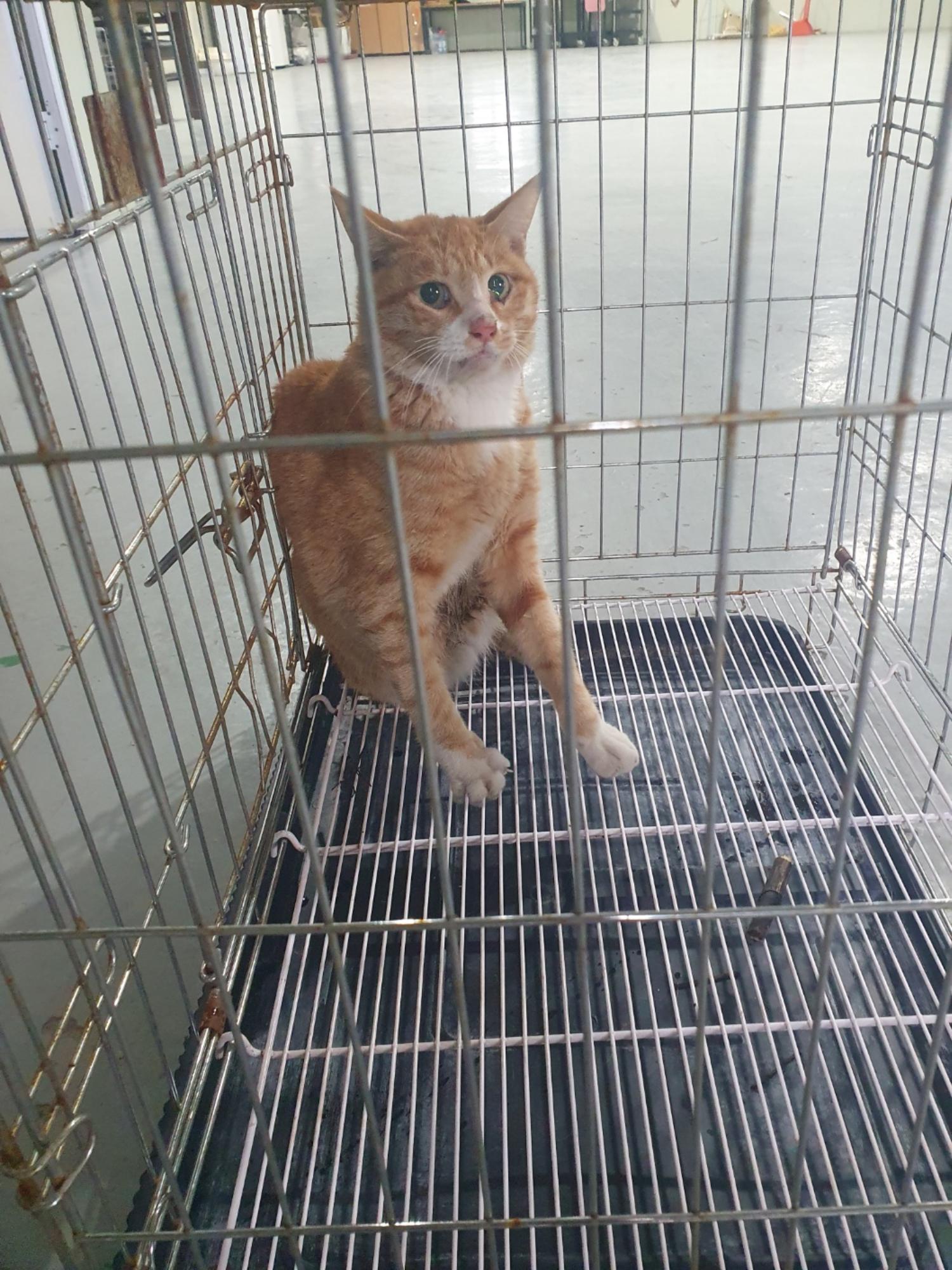 부산동물보호센터_426328202400440