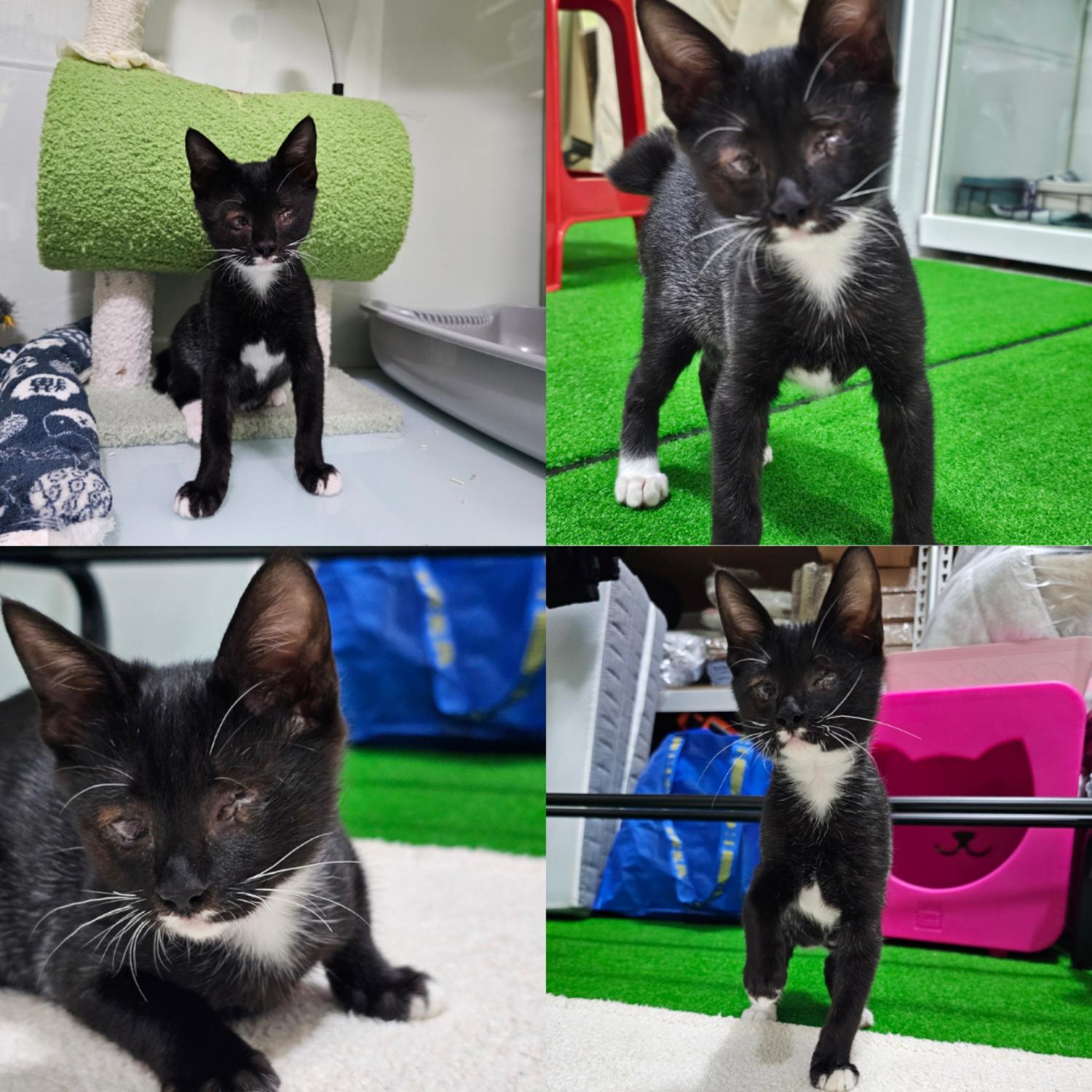 반려동물 입양센터_447508202401021