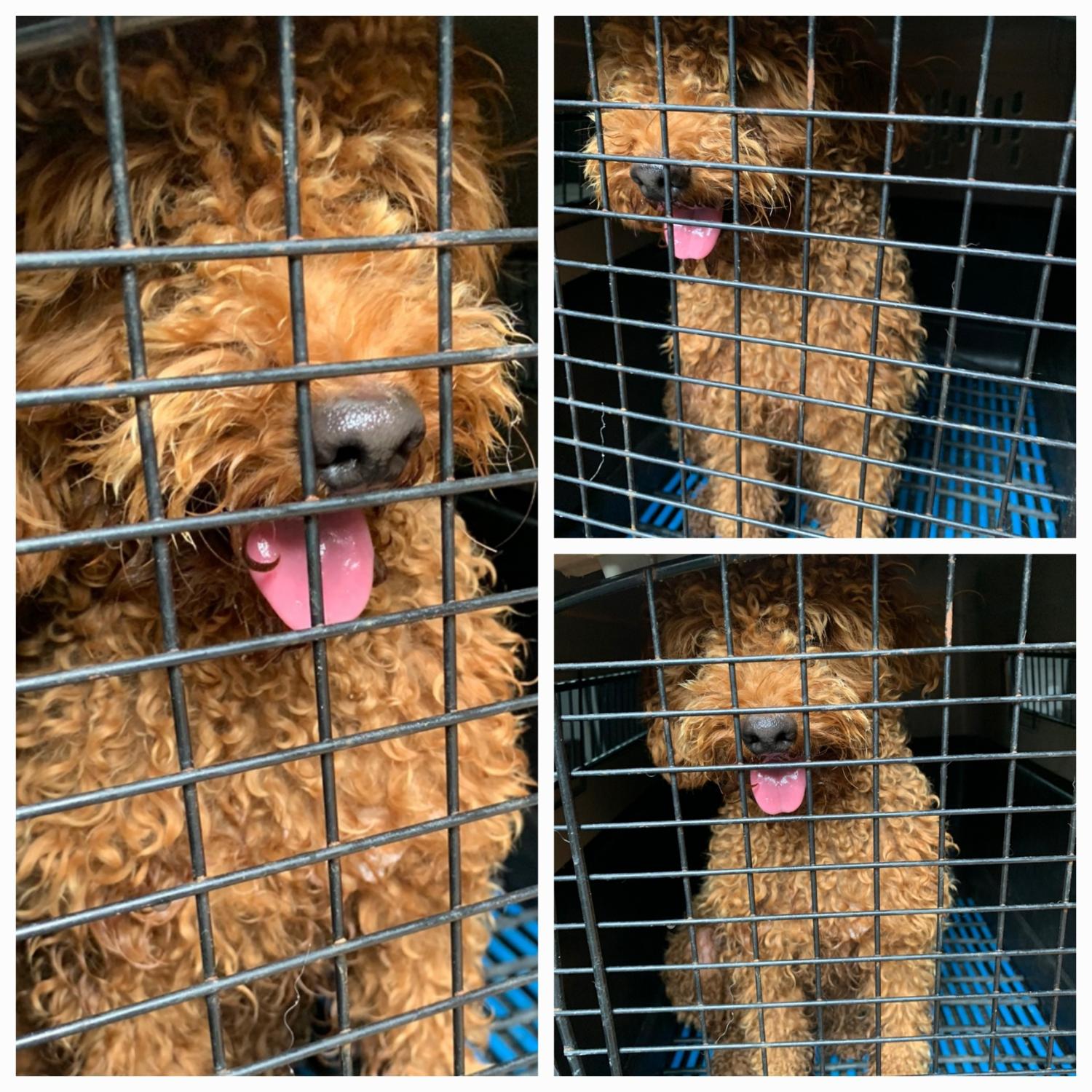 유기동물보호소_446481202401063