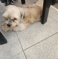 유기동물 삼호 보호소_446494202400528