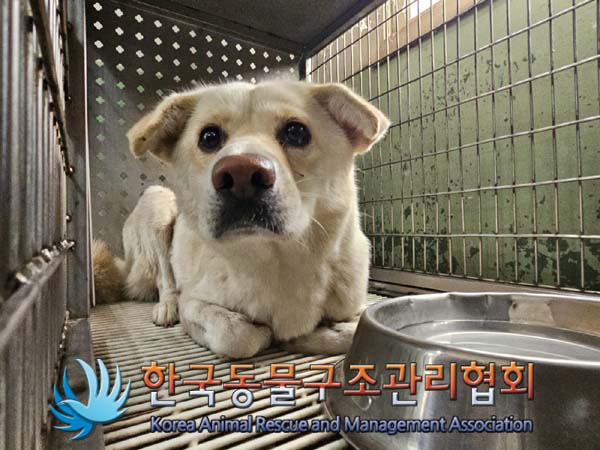 종료(안락사) 믹스…