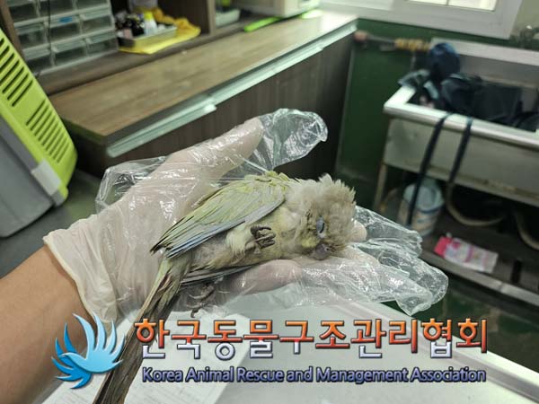 종료(자연사) 앵무…
